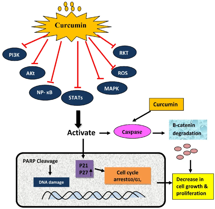 ⦁ SUPPRESSION OF CANCER CELLS