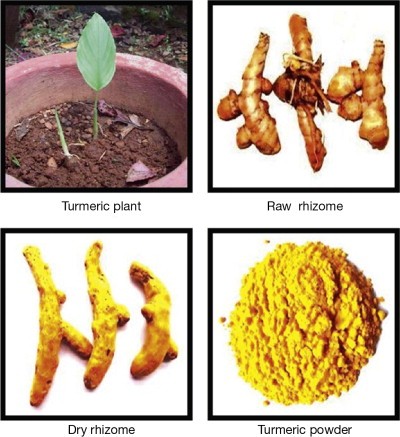 Turmeric Root History