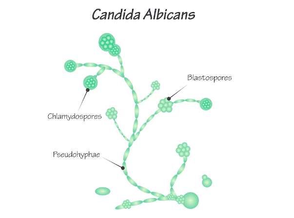 curcumin for candida