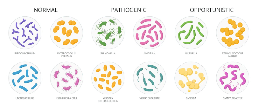 Cartoon bacteria biological microorganism good and bad microbiota flat vector illustration set