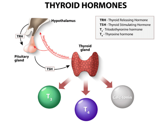 curcumin for hypothyroidism