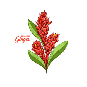 ginger flower growing