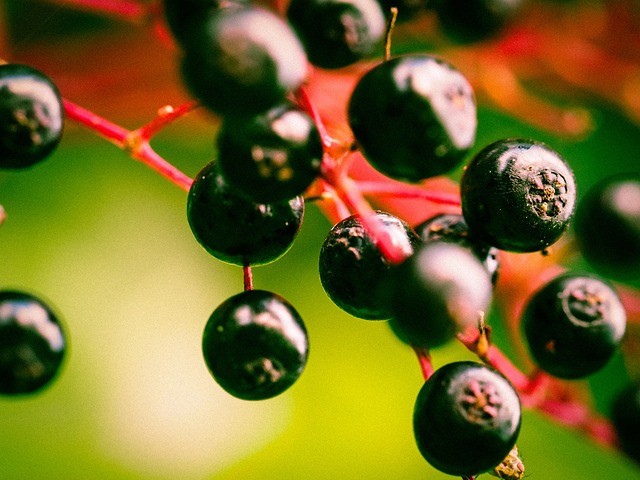 benefits elderberry