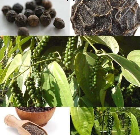 growing black pepper plant