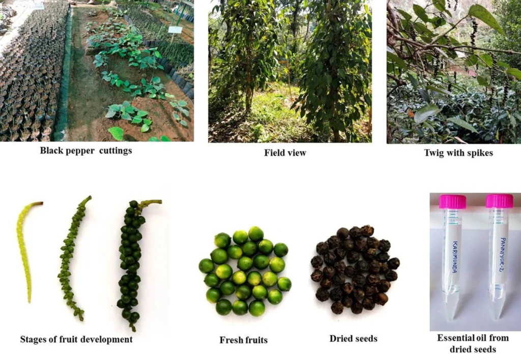 black pepper plant nutrition