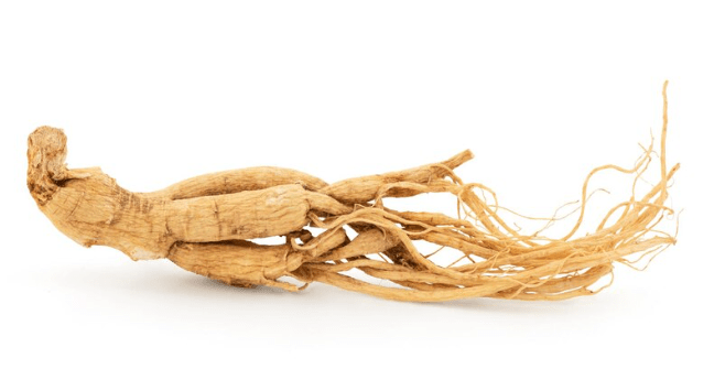 anti aging herb ginseng 