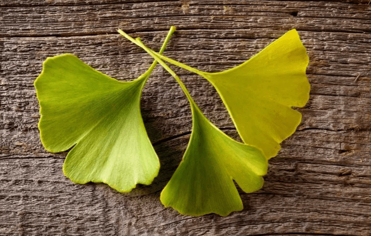 anti aging herb gingko biloba