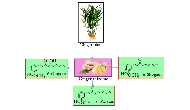 ginger tea root