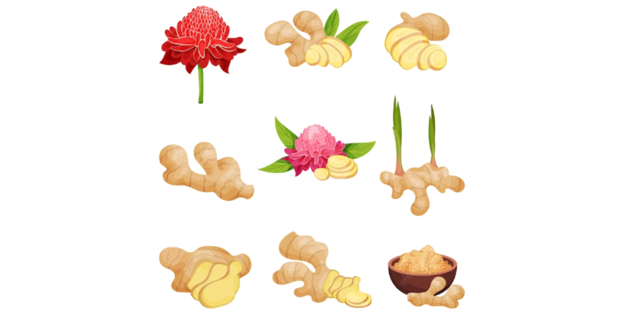 stages of growing ginger