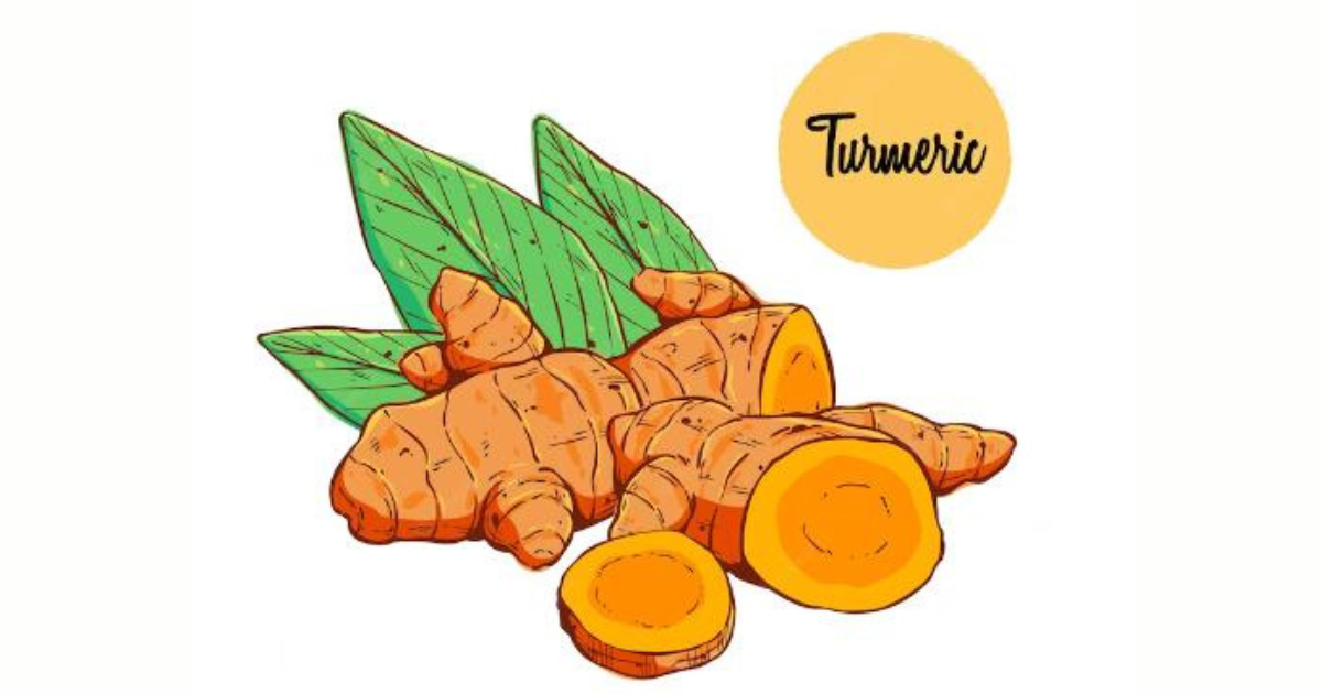 turmeric root information