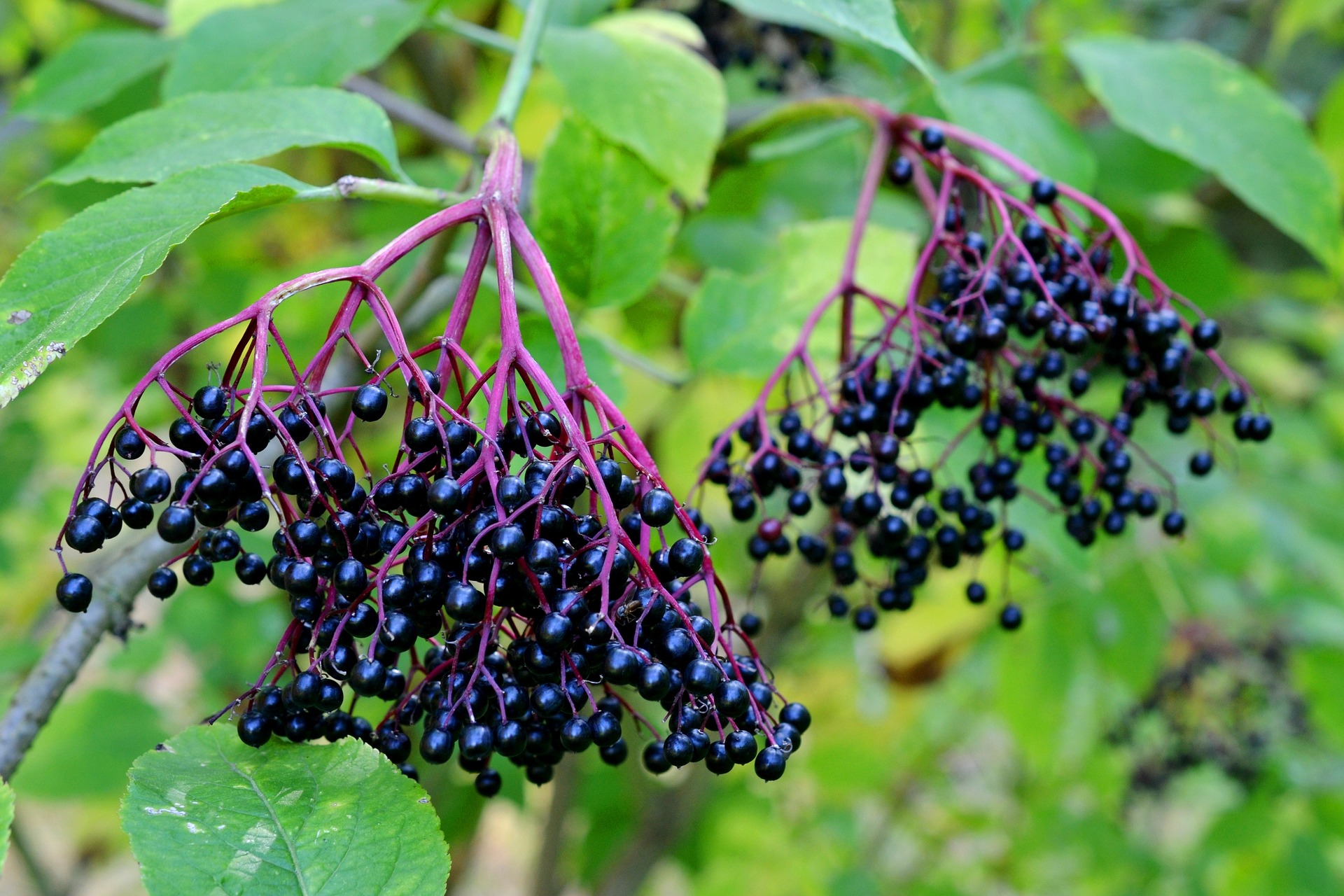 Elderberry Benefits: Everything You Need to Know About This Miracle Berry