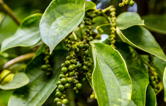 Growing Black Pepper Plants: A Complete Guide