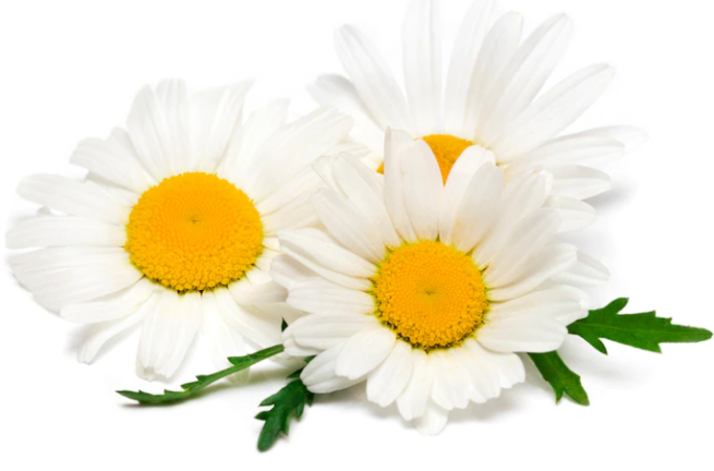 Chamomile Plant: Benefits, Side Effects & Preparation